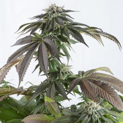 Bubba Kush CBD Bubba Kush CBD
