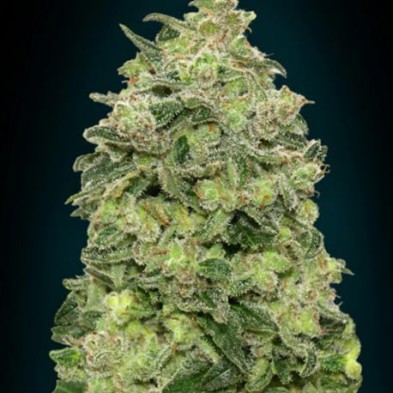 Auto Agfhan Skunk Auto Agfhan Skunk