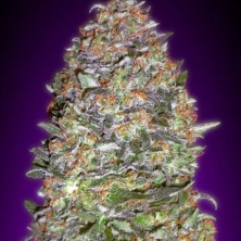 Auto NYC Diesel