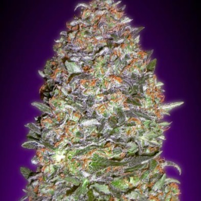 Auto NYC Diesel Auto NYC Diesel