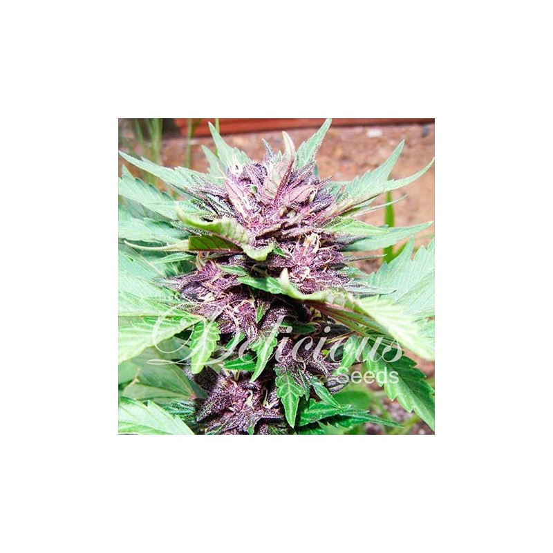 Dark Purple Auto