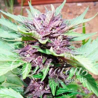 Dark Purple Auto