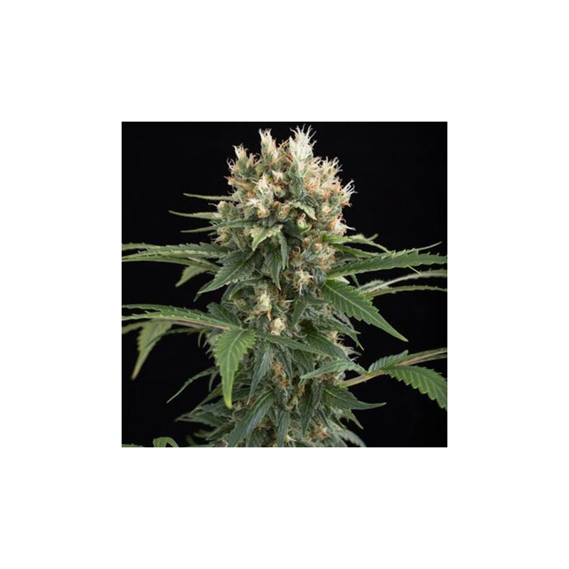 Blue Thai