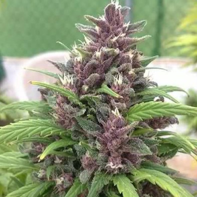 Pakistan Chitral Kush regular