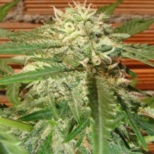 Jack Herer 100% Feminizada