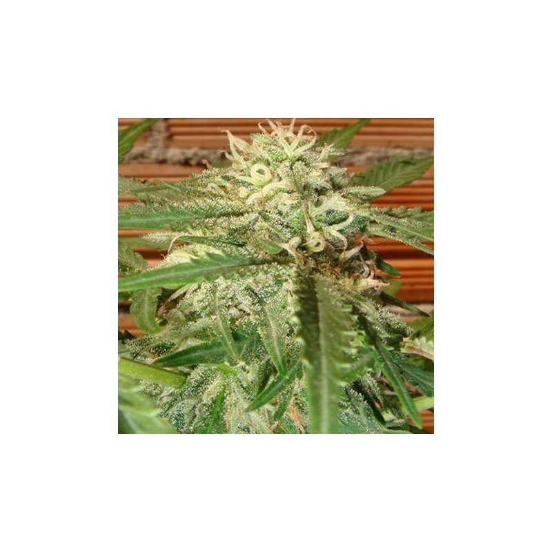 Jack Herer 100% Feminizada