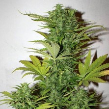 Orange Bud 100% Feminizada