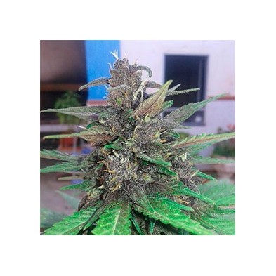 Auto Blueberry 100% Hembra Auto Blueberry 100% Hembra
