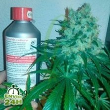 Auto Jack x Ak-47 100% hembra