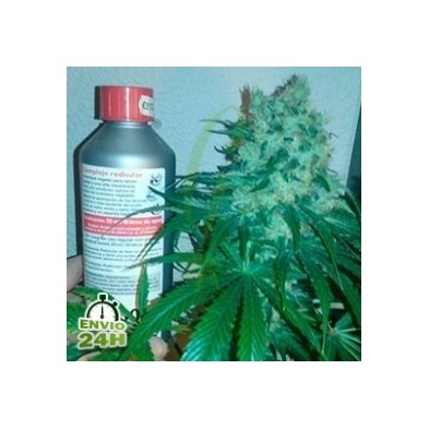 Auto Jack x Ak-47 100% hembra Auto Jack x Ak-47 100% hembra