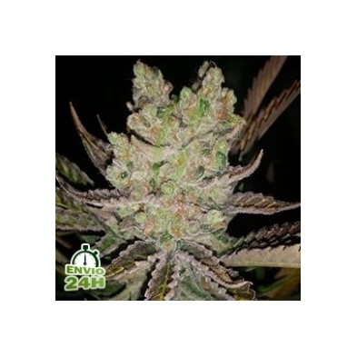 Auto Somango 100% hembra