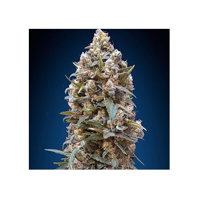 00 Kush 00 Kush