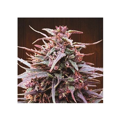 Purple Haze x Malawi Fem.