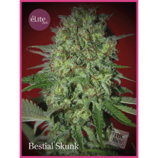 Bestial Skunk