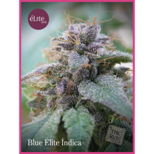 Blue Élite Indica