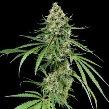 Critical +