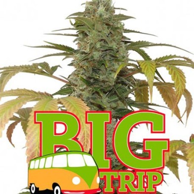 Big Trip