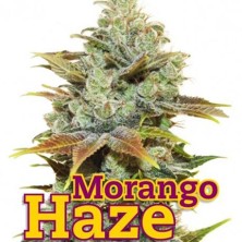Morango Haze