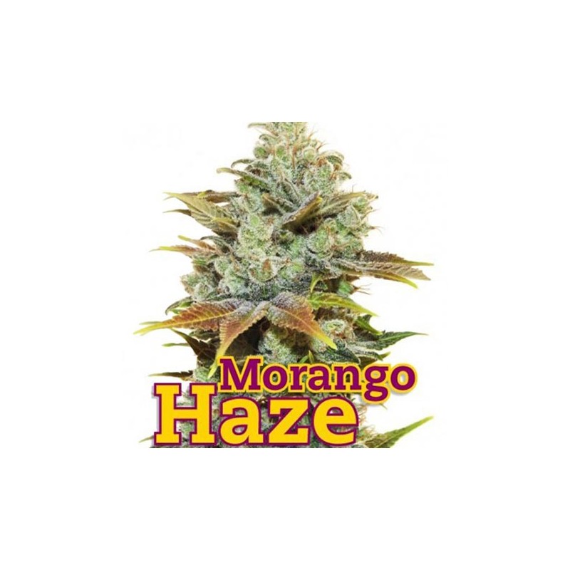 Morango Haze