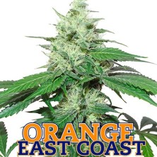 Orange East Coast