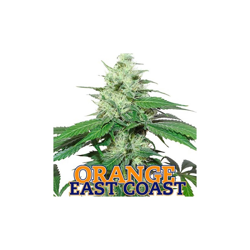 Orange East Coast