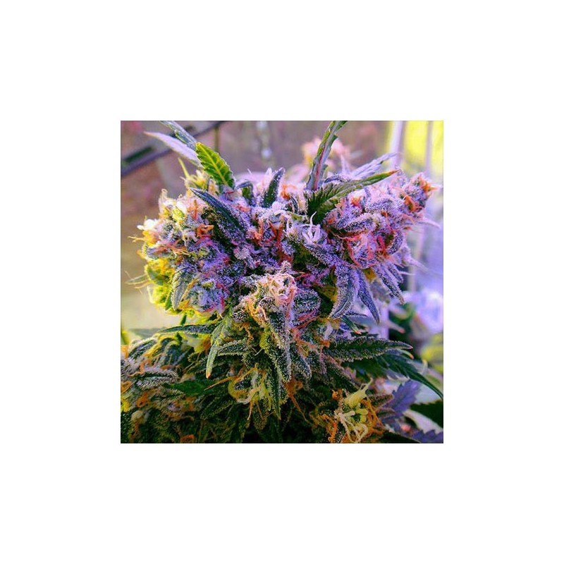 Aurora Indica