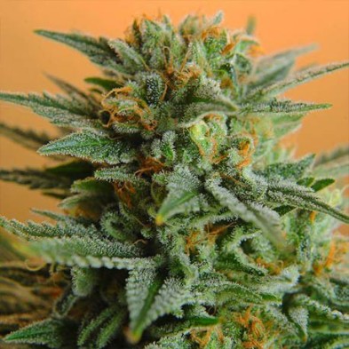 Papaya Papaya