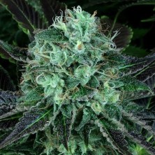 Darkstar Kush