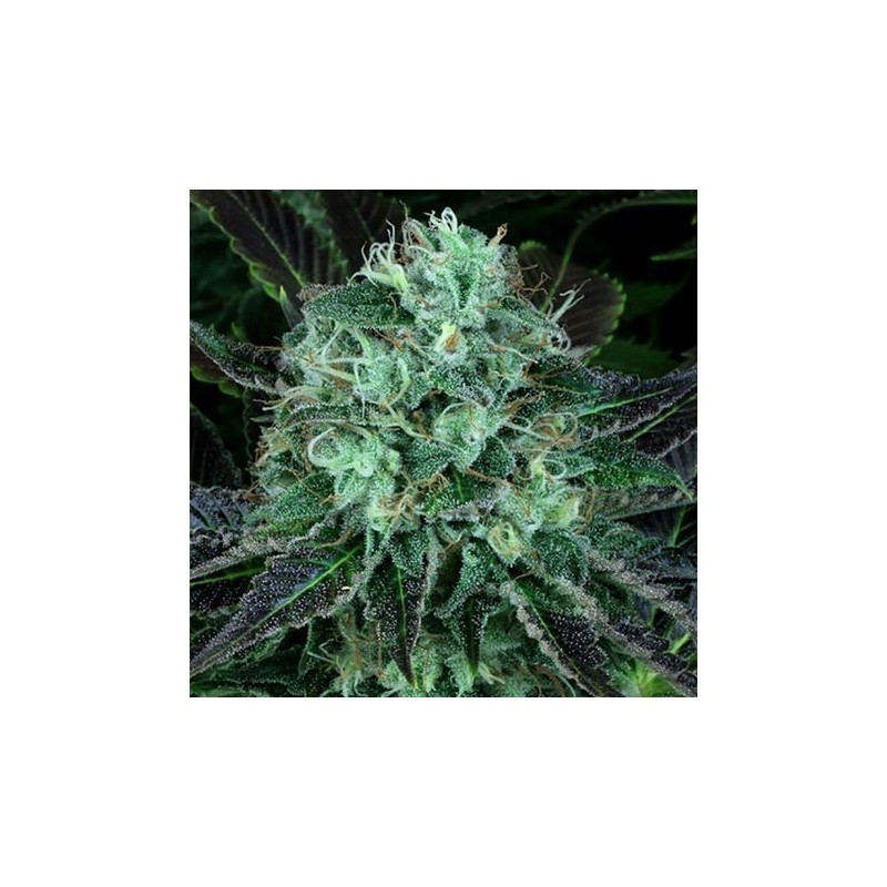 Darkstar Kush