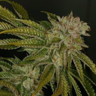 MK Ultra Kush MK Ultra Kush