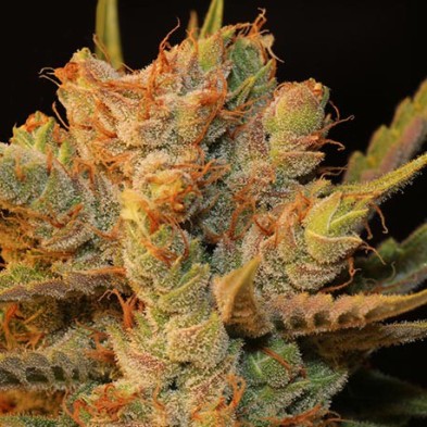 MK Ultra Kush x Bubble MK Ultra Kush x Bubble