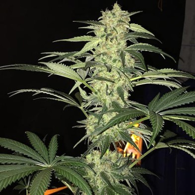 S.A.G.E. CBD S.A.G.E. CBD