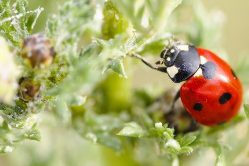 Depredadores naturales para terminar con la mosca blanca