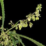 Marihuana hermafrodita causas y soluciones