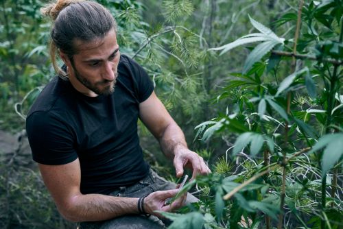 Plantas de maría en clubes cannábicos