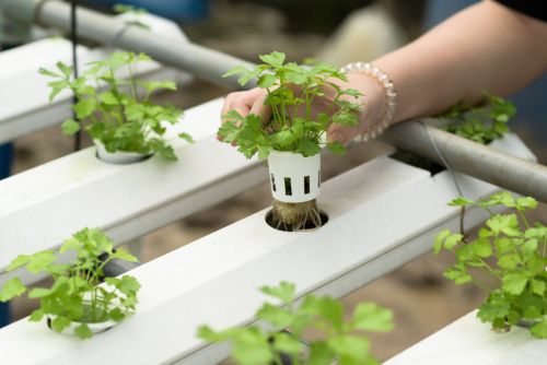 Qué es el cultivo hidropónico