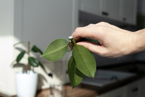 Cómo hacer esquejes de plantas corte diagonal