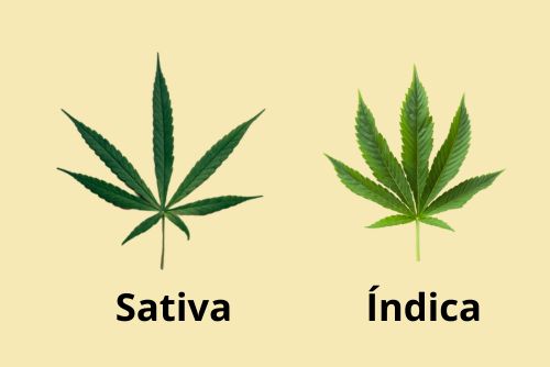 Diferencia entre las hojas de canna sativa y cannabis indica