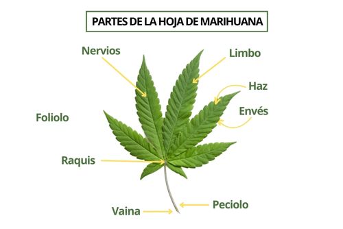 Parte de la hoja de marihuana