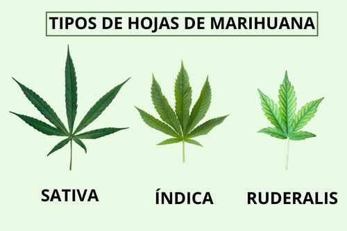 Tipos de hojas de cannabis