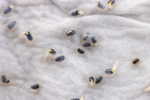 Cómo germinar semillas de marihuana con servilletas