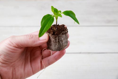 Cómo germinar semillas de marihuana en jiffy