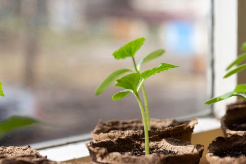 Cómo germinar semillas de marihuana en tierra