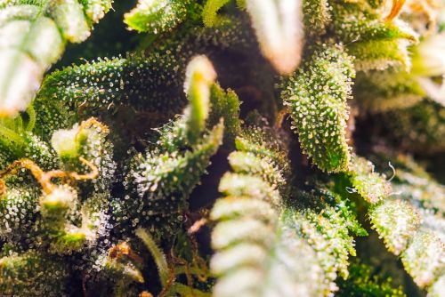 El BHO es una concentracion de terpenos de la marihuana