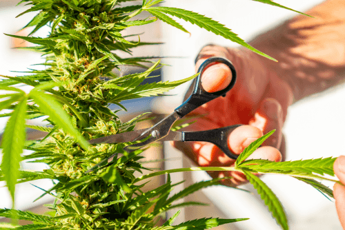 Manicura de la plantanta de cannabis a mano