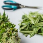 manicura de las plaanta de cannabis