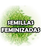 Semillas feminizadas