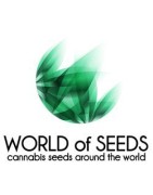 Kannabia Seeds auto