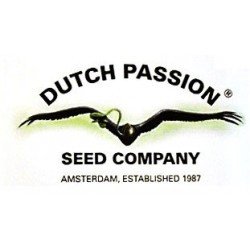 Dutch Passion