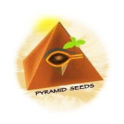 Pyramid Seeds